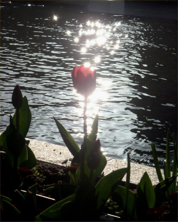 [Tulip in Spain]