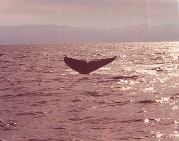 [Whale's Tail]