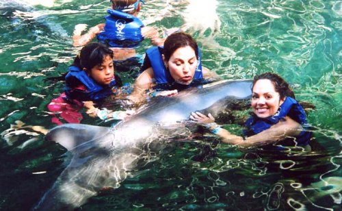 [Dolphins]